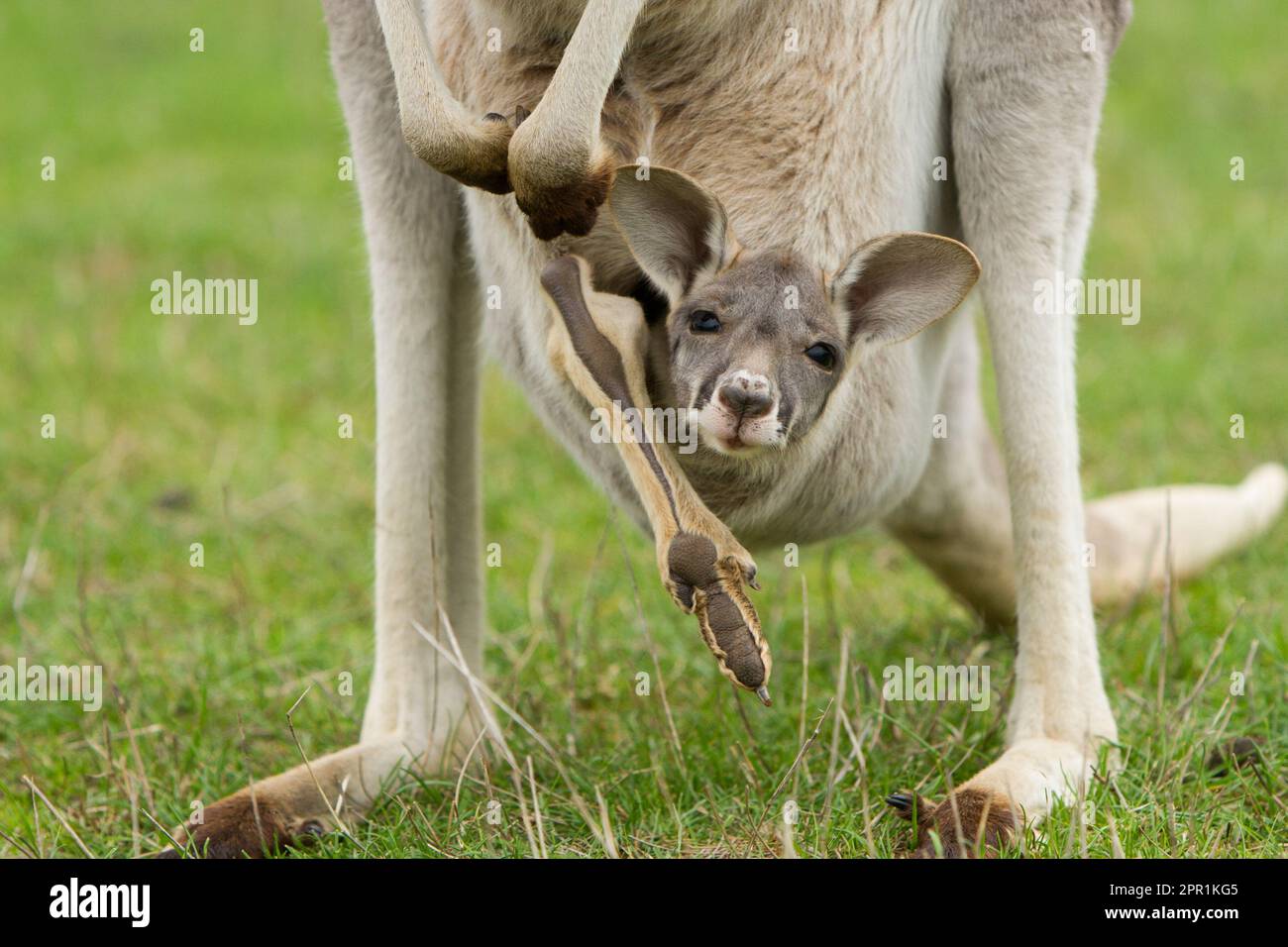 Kangaroo Joey in the Pouch Stock Photo Alamy