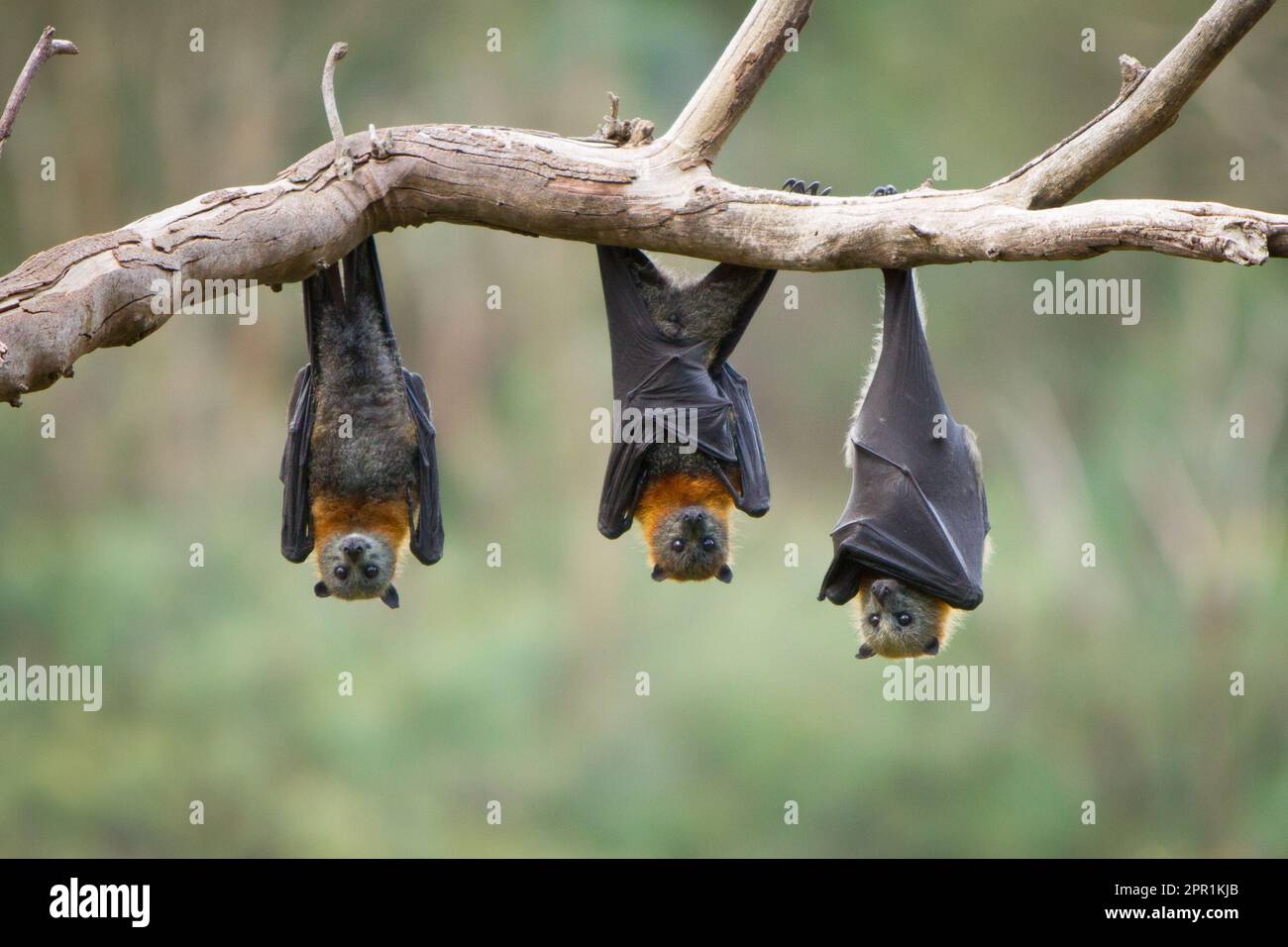 Three Fruit Bats Hanging Upside Down in a Tree Stock Photo Alamy