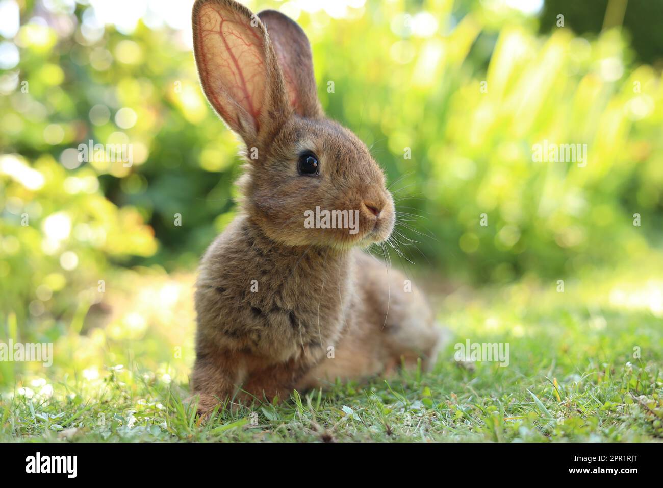 Cute fluffy rabbit on green grass outdoors Stock Photo - Alamy