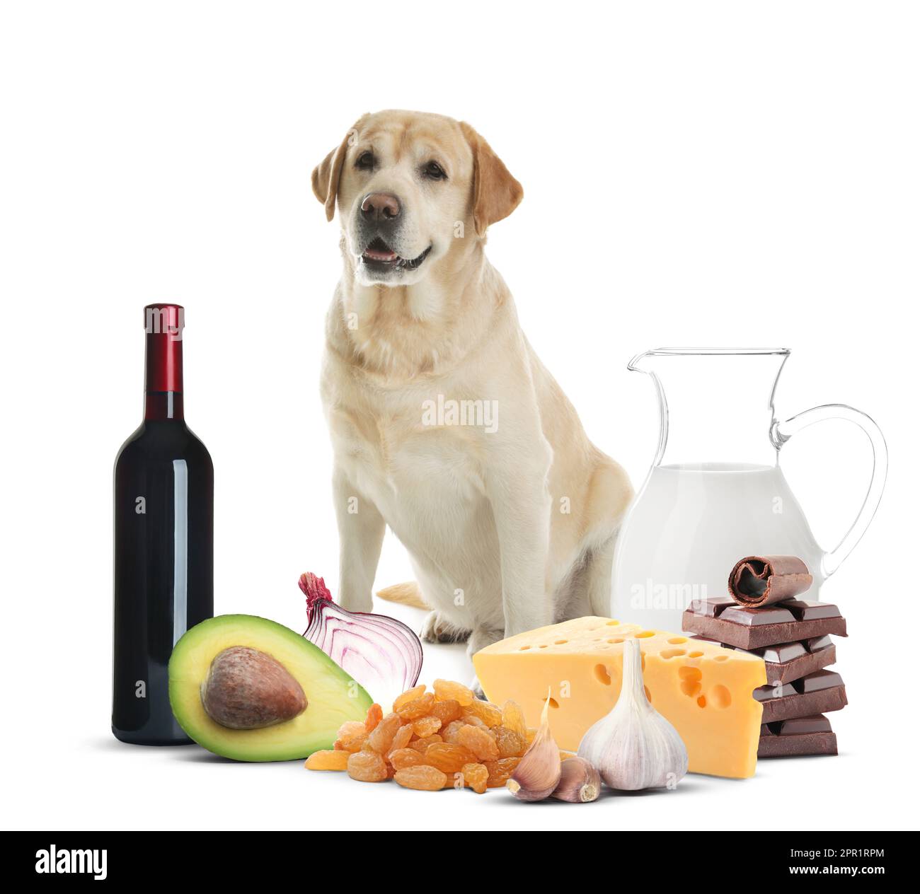 Cute labrador retriever and group of different products toxic for dog