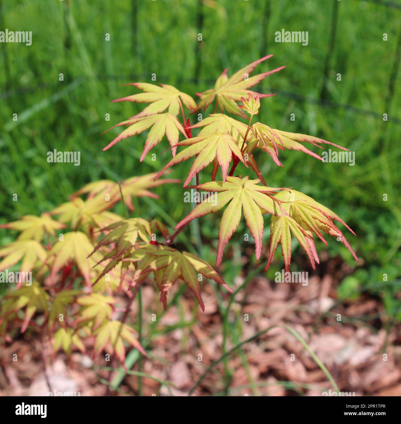 New Spring Leaves on a Young Beni Kawa Japanese Maple Tree Stock Photo