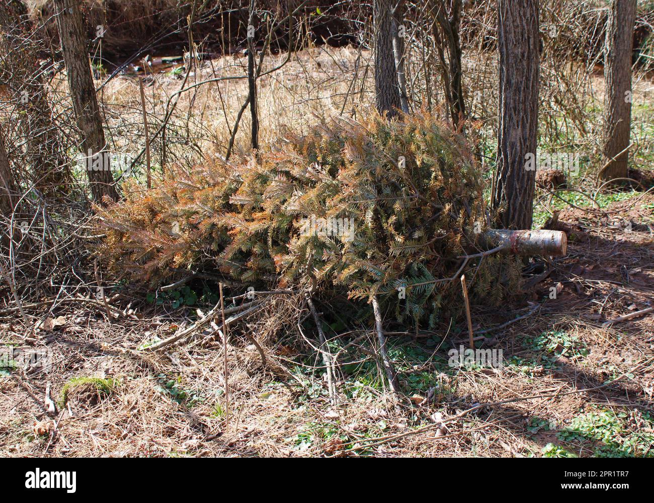 Cut down evergreen tree hires stock photography and images Alamy