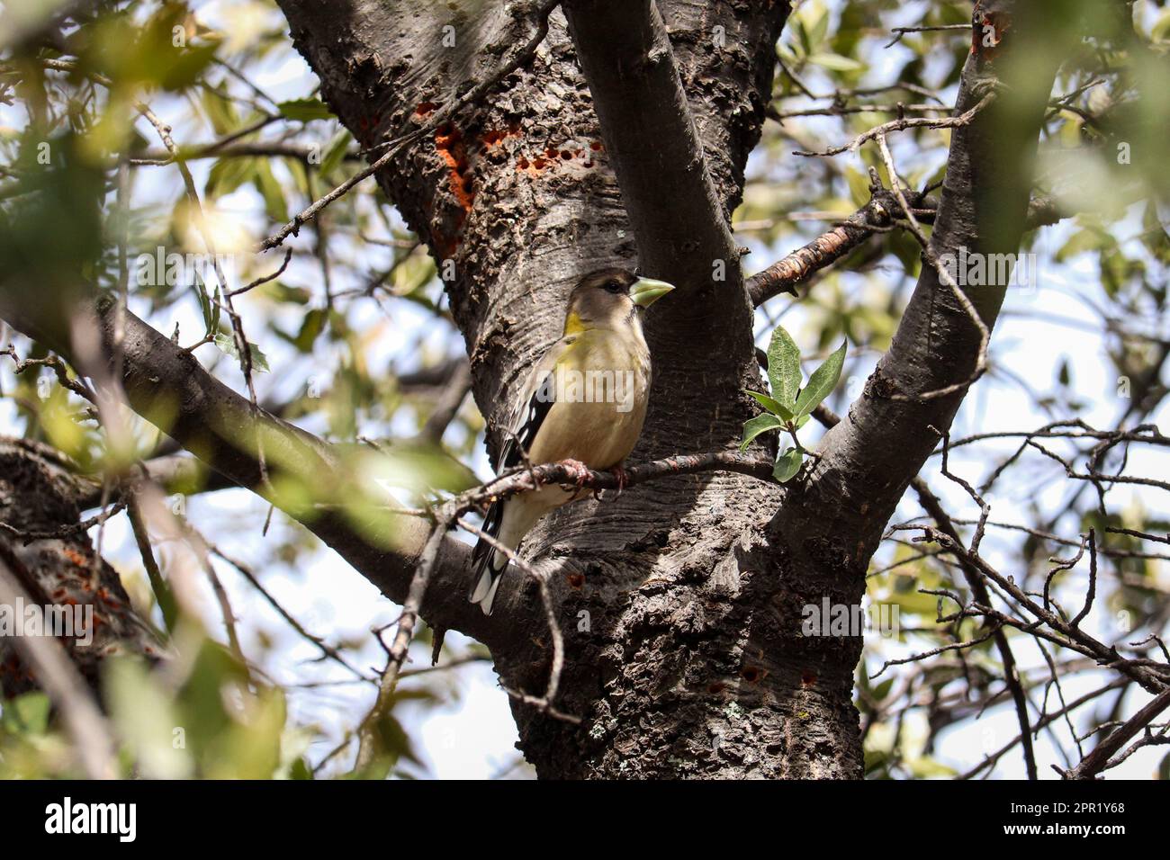 Female Evening Grosbeak or coccothraustes vespertinus perching in an oak tree in Payson, Arizona. Stock Photo