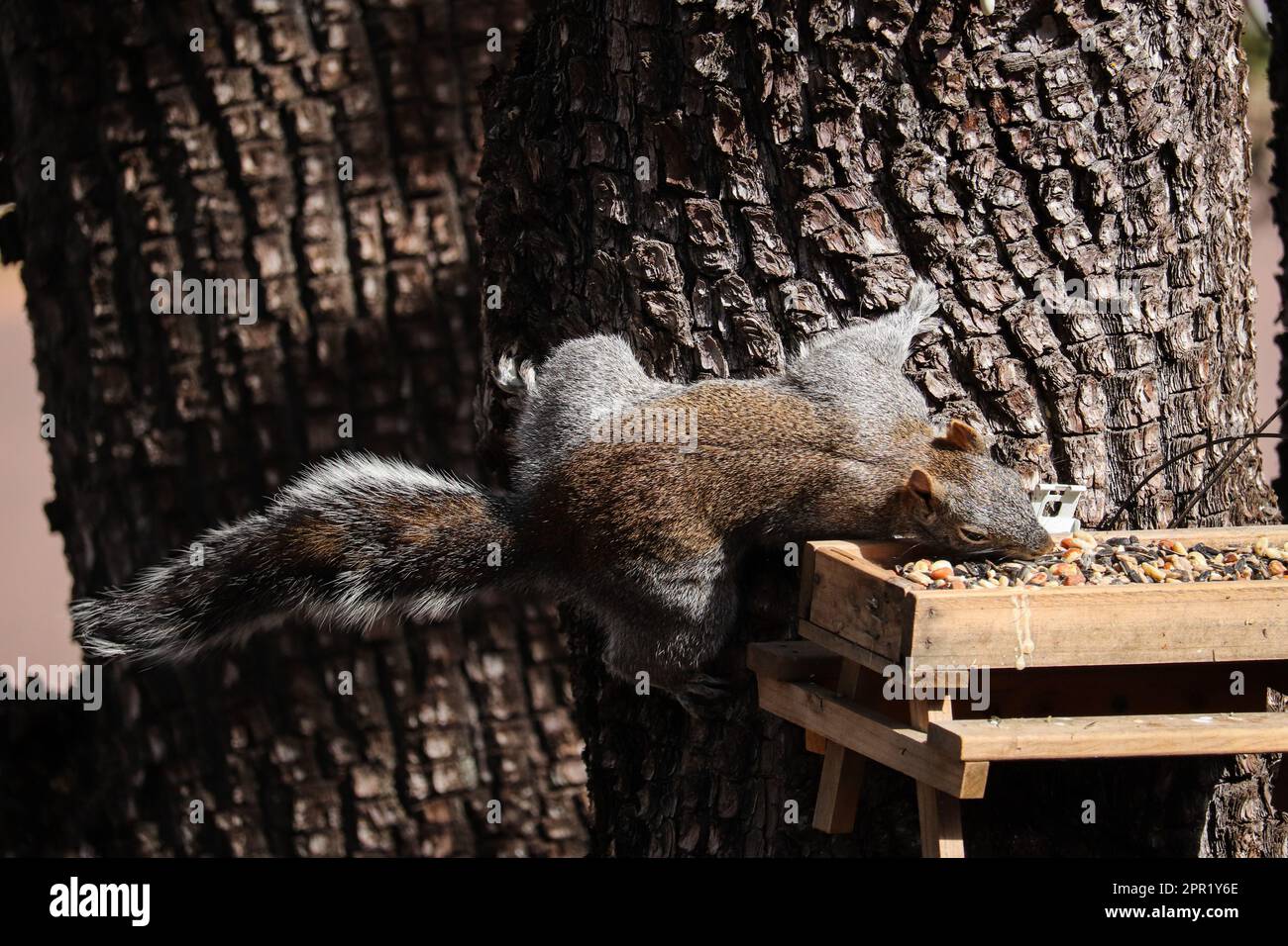 Arizona gray squirrel or Sciurus arizonensis feeding at a bird feeder in Payson, Arizona. Stock Photo