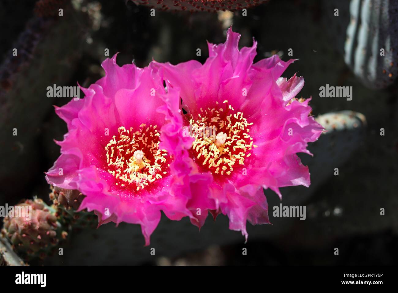 Close up of two beavertail prickly pear cactus or Opuntia basilaris flowers at the Riparian water ranch in Arizona. Stock Photo