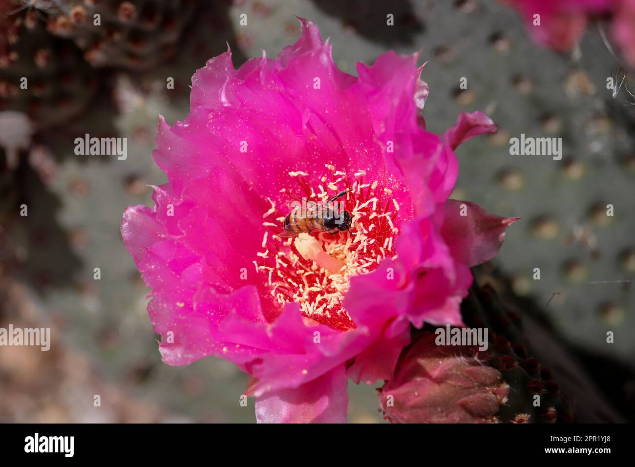 Close up of a beavertail prickly pear cactus or Opuntia basilaris flower with a honeybee at the Riparian water ranch in Arizona. Stock Photo