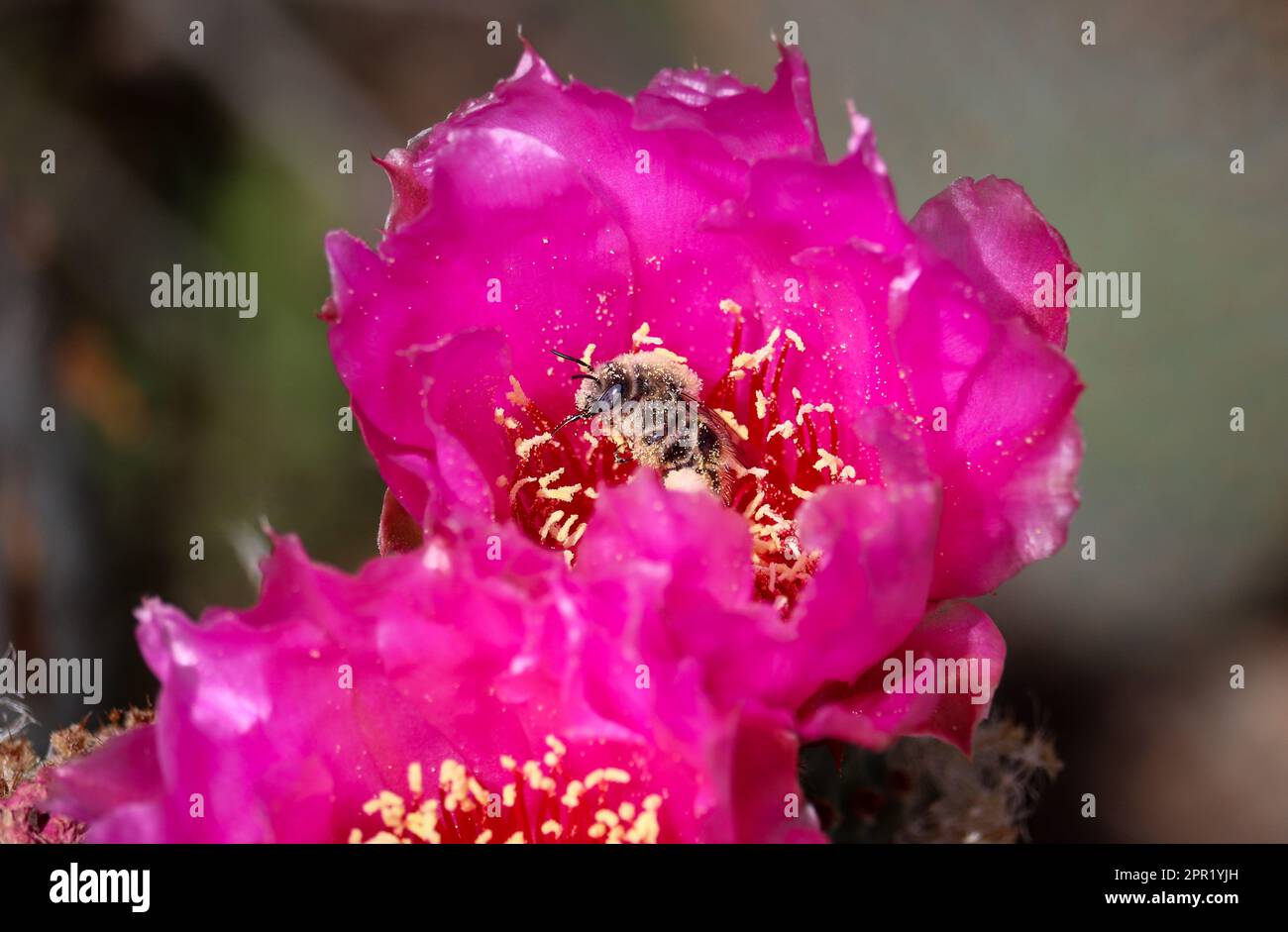Close up of a beavertail prickly pear cactus or Opuntia basilaris flower with a cactus bee feeding on it at the Riparian. Stock Photo
