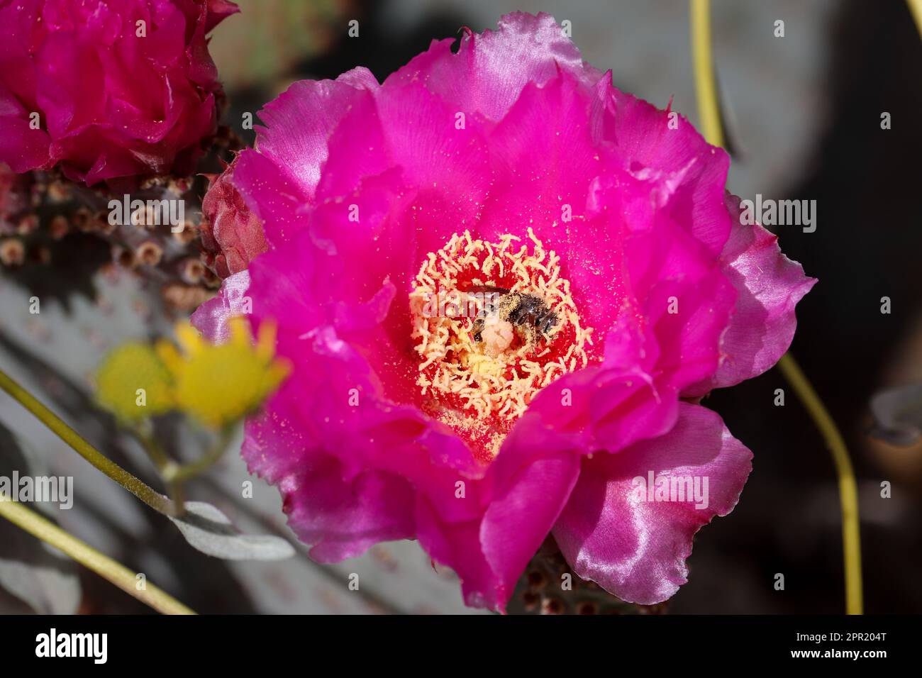 Close up of a beavertail prickly pear cactus or Opuntia basilaris flower with a cactus bee feeding on it at the Riparian. Stock Photo