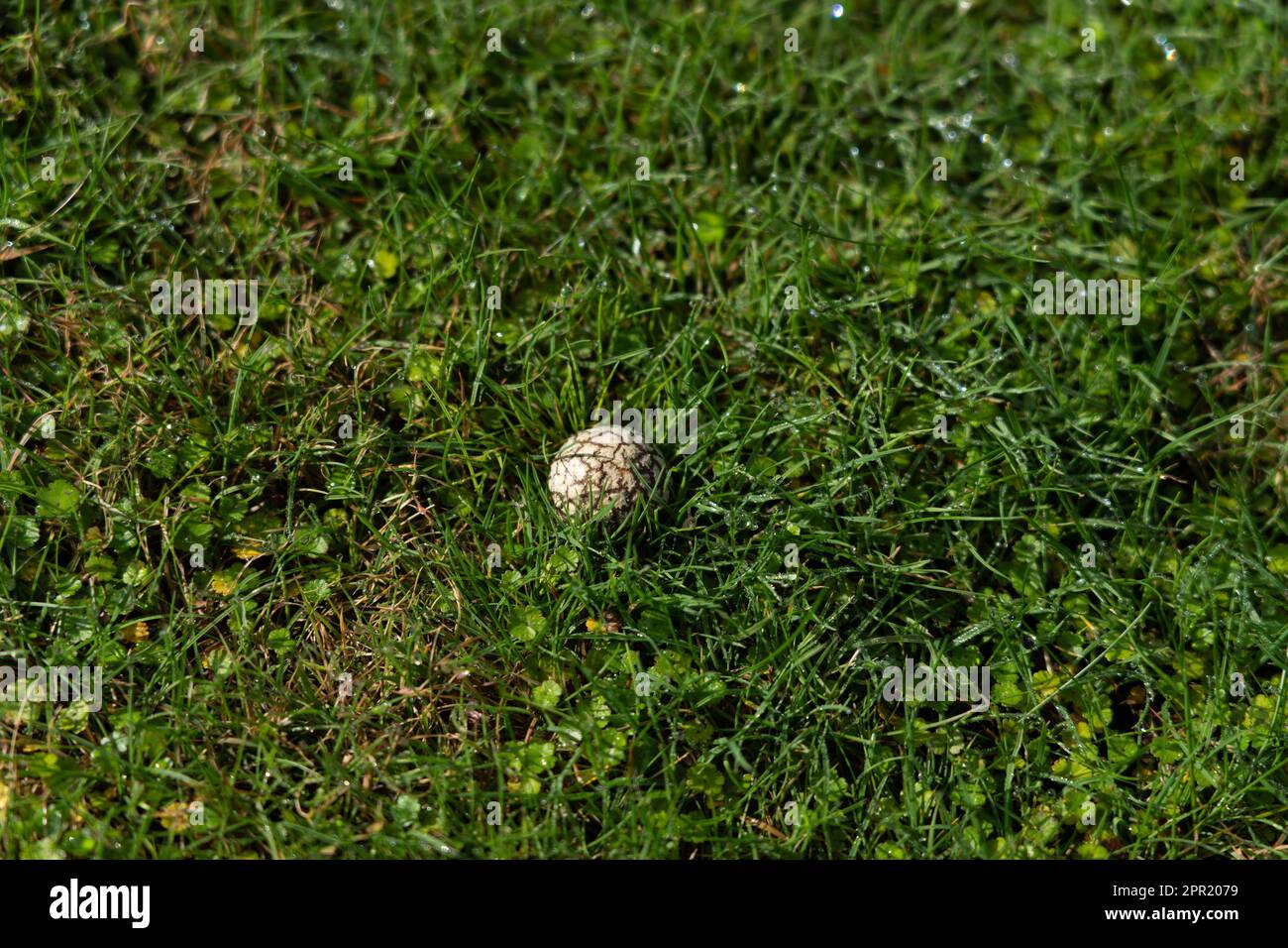 Brain puffball fungus in lawn in Taupo New Zealand Stock Photo Alamy