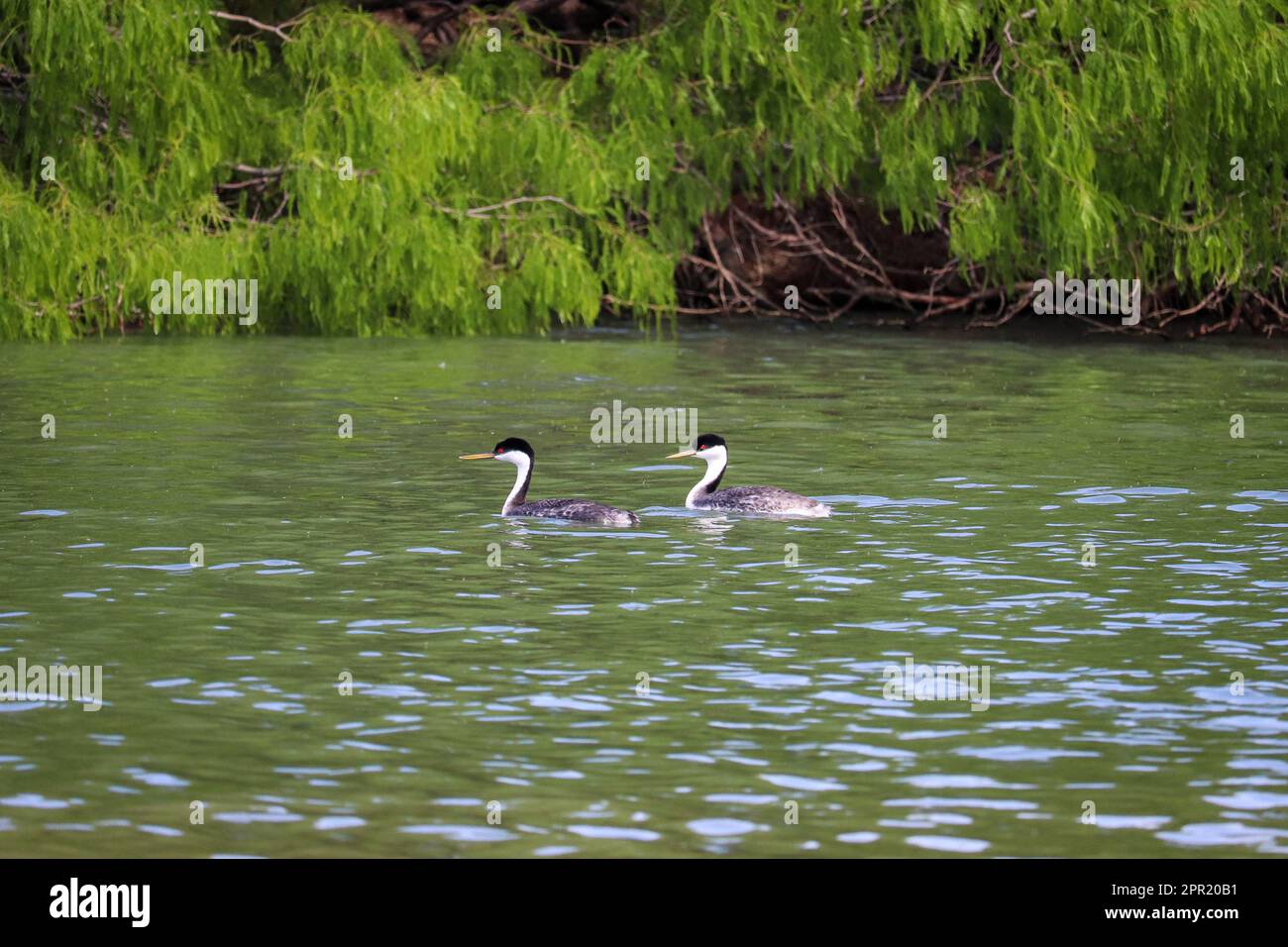 Pair of western grebes or Aechmophorus occidentalis swimming in a lake at the Riparian water ranch in Arizona. Stock Photo