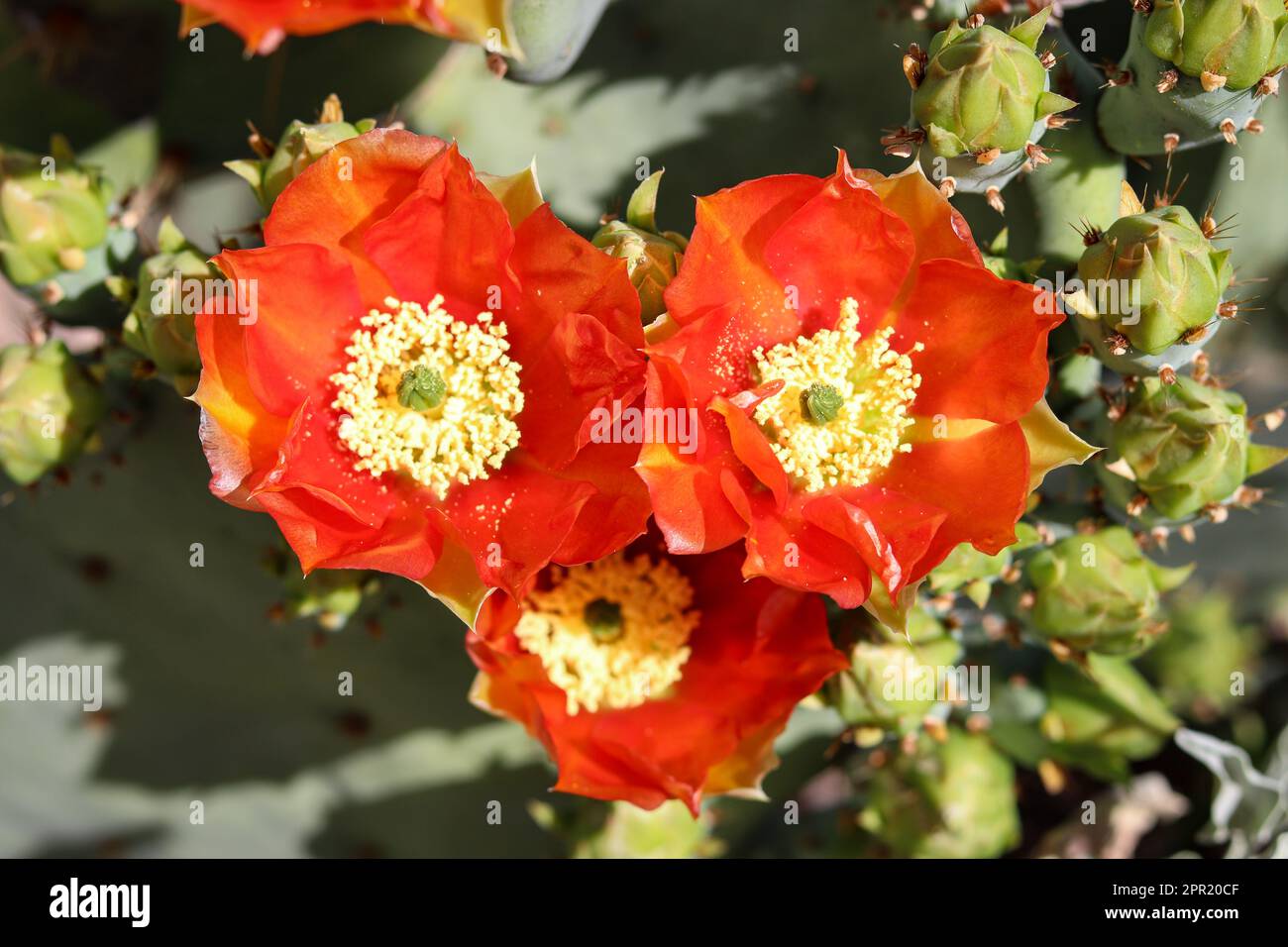 Close up of Engelmann prickly pear or Opuntia engelmannii flowers at the Veteran's oasis park in Arizona. Stock Photo