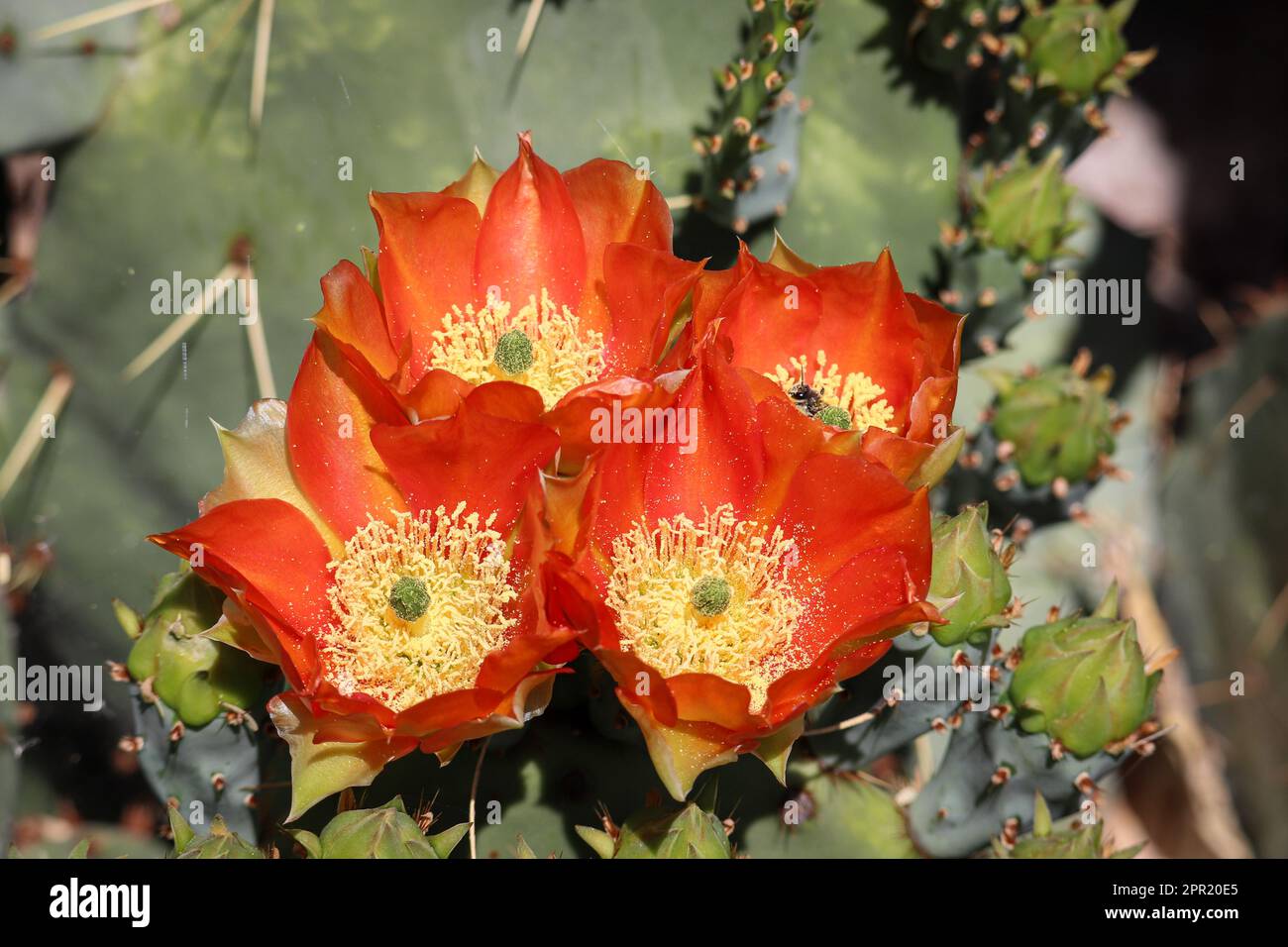 Close up of Engelmann prickly pear or Opuntia engelmannii flowers at the Veteran's oasis park in Arizona. Stock Photo