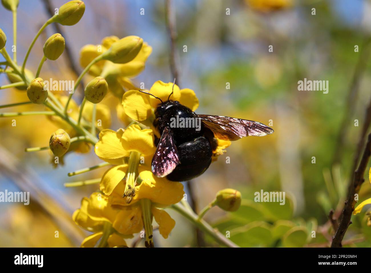 Female Western carpenter bee or Xylocopa californica feeding on Mexican
