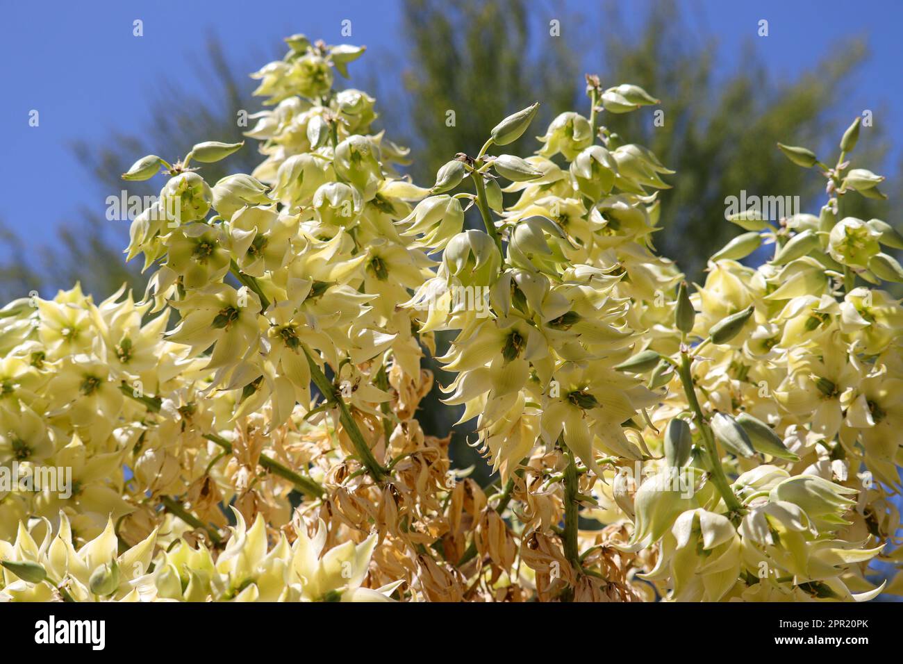 Close up of Blue Yucca flower at the Veteran's oasis park in Arizona. Stock Photo