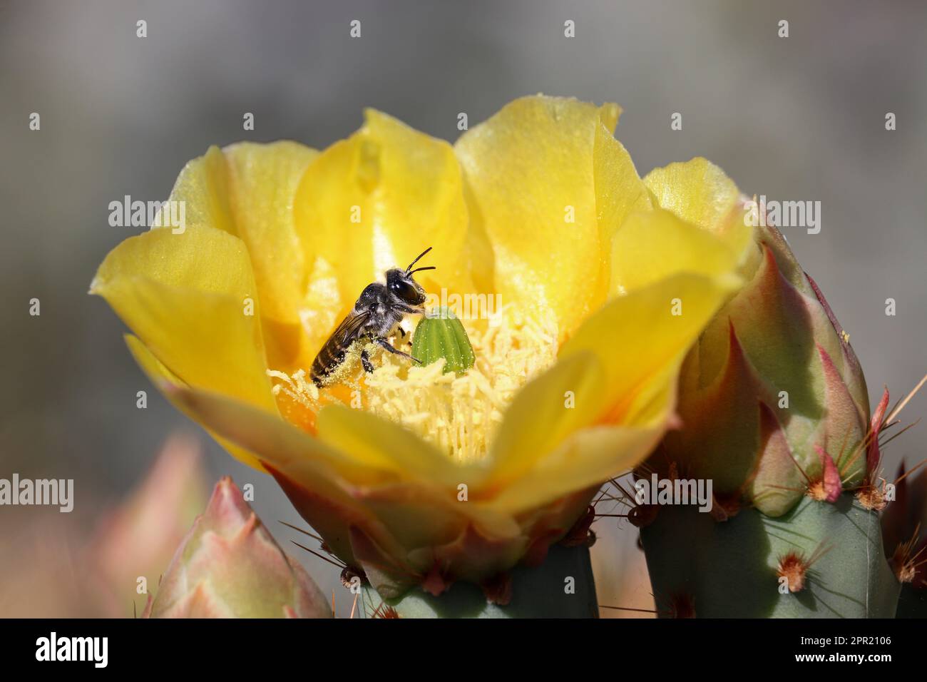 Desert prickly pear or Opuntia phaeacantha flower with a leafcutter bee at the Riparian water ranch in Arizona. Stock Photo