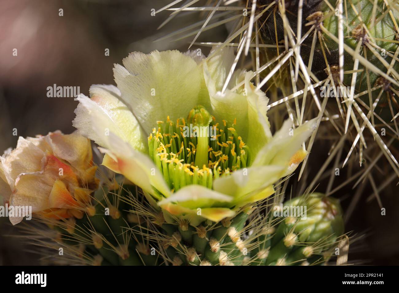 Close up Teddybear cholla or Opuntia bigelovii flower at the Veteran's oasis park in Arizona. Stock Photo