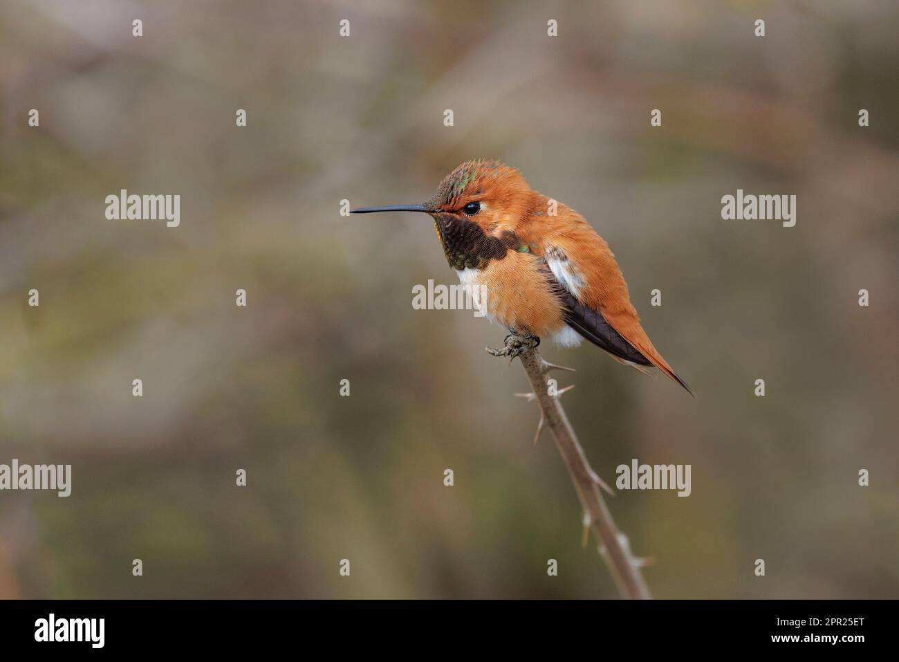 Rufous Hummingbird bird at Vancouver BC Canada Stock Photo - Alamy