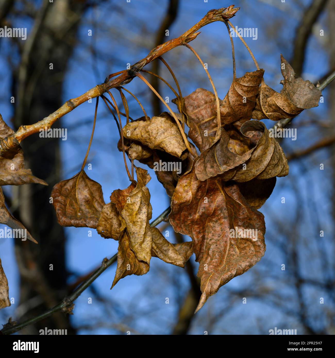 A close-up view of dried leaves on a tree branch in autumn Stock Photo ...