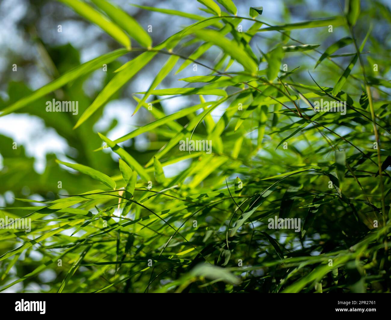 Bamboo (Bambusa sp) green leaves for natural background Stock Photo