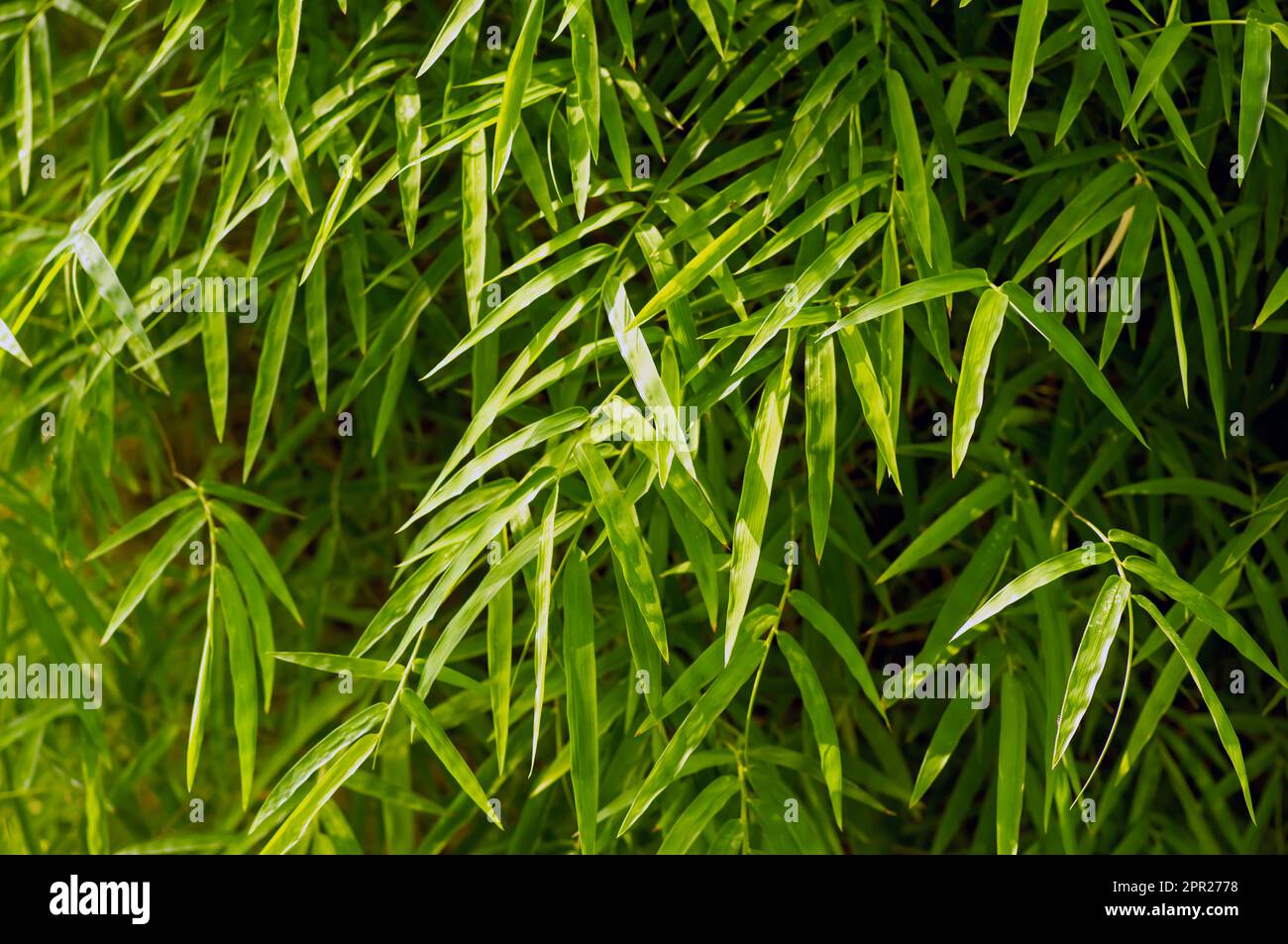 Bamboo (Bambusa sp) green leaves for natural background Stock Photo