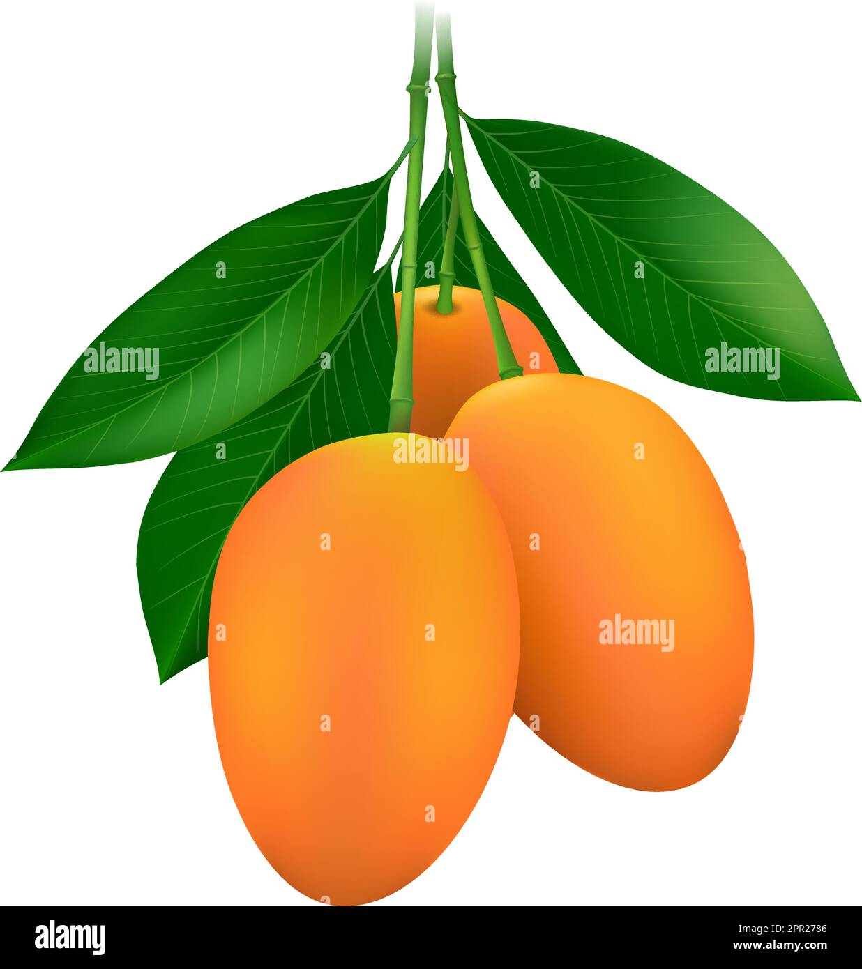 Malaysian mango tree Stock Vector Images - Alamy