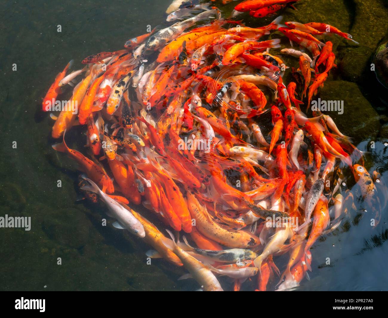 Poster top view of a red fish : Orange Koi - Cyprinus carpio