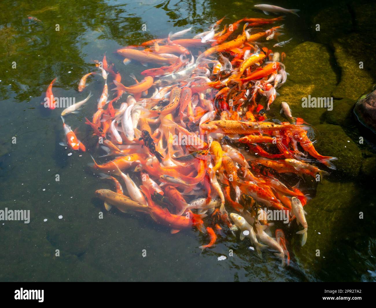 Koi fish, specifically nishikigoi (Cyprinus rubrofuscus), colorful