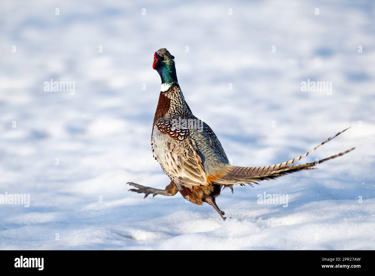 Rooster run hires stock photography and images Alamy