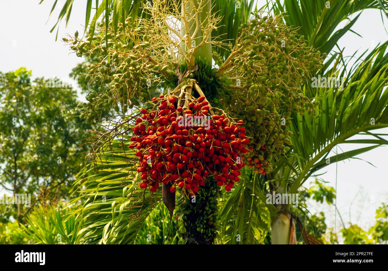 Red and green Areca nut palm, Betel Nuts, Betel palm (Areca catechu) hanging on its tree Stock Photo