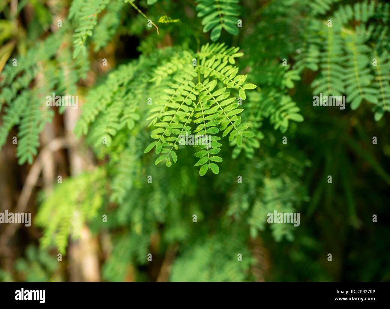 River tamarind (Leucaena leucocephala) green leaves, shallow focus Stock Photo