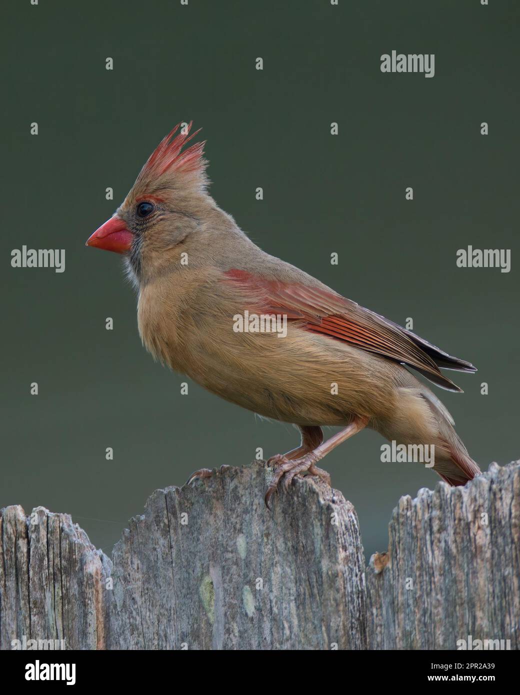 Beautiful female cardinal on fence Stock Photo Alamy