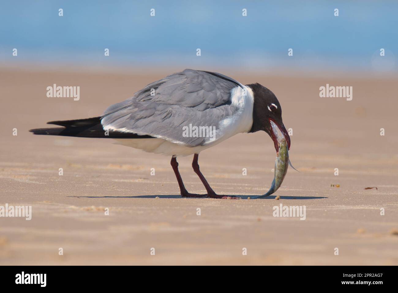 Seagull regurgitating fish Stock Photo - Alamy