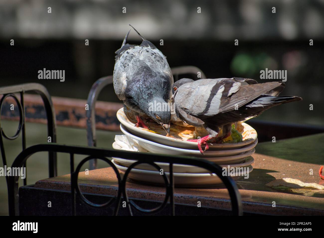 Pigeons bussing tables Stock Photo