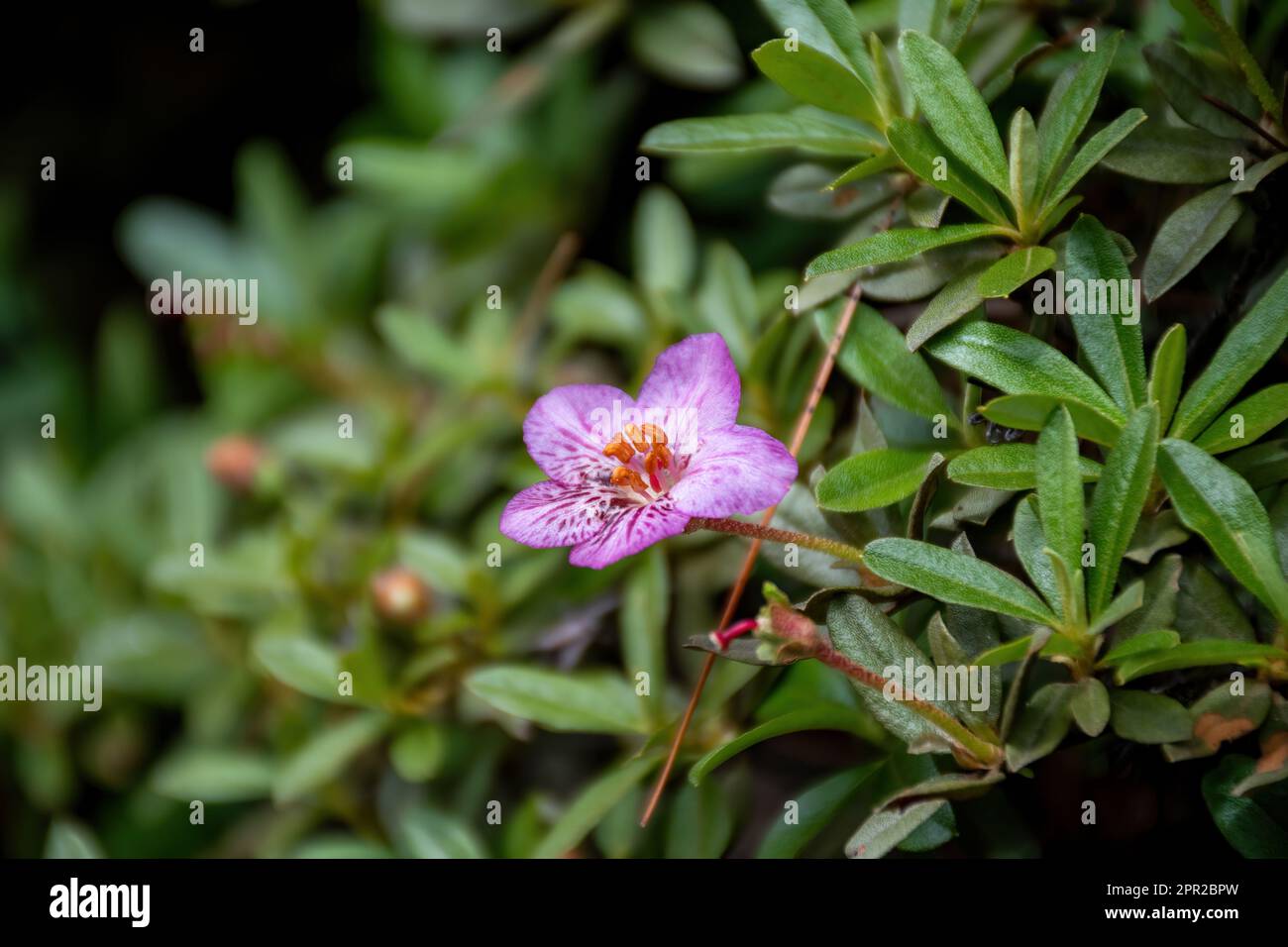 Rhododendron flower in Bhutan Stock Photo