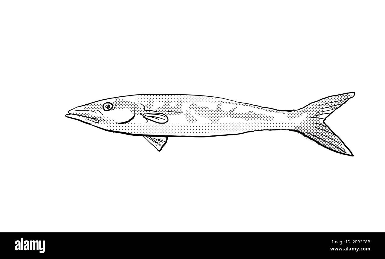 Cartoon style line drawing of a Blackfin barracuda Sphyraena qenie, or Chevron barracuda a fish endemic to Hawaii and Hawaiian archipelago with halfto Stock Photo