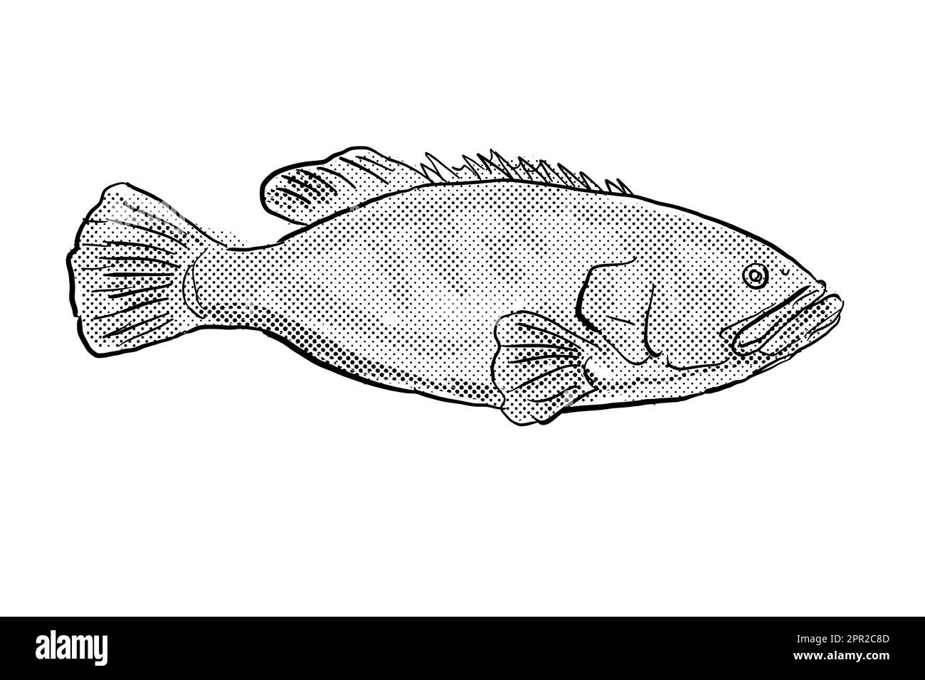 Cartoon style line drawing of a giant grouper Epinephelus lanceolatus,  Queensland grouper, brindle grouper or mottled-brown sea bass a fish endemic t Stock Photo