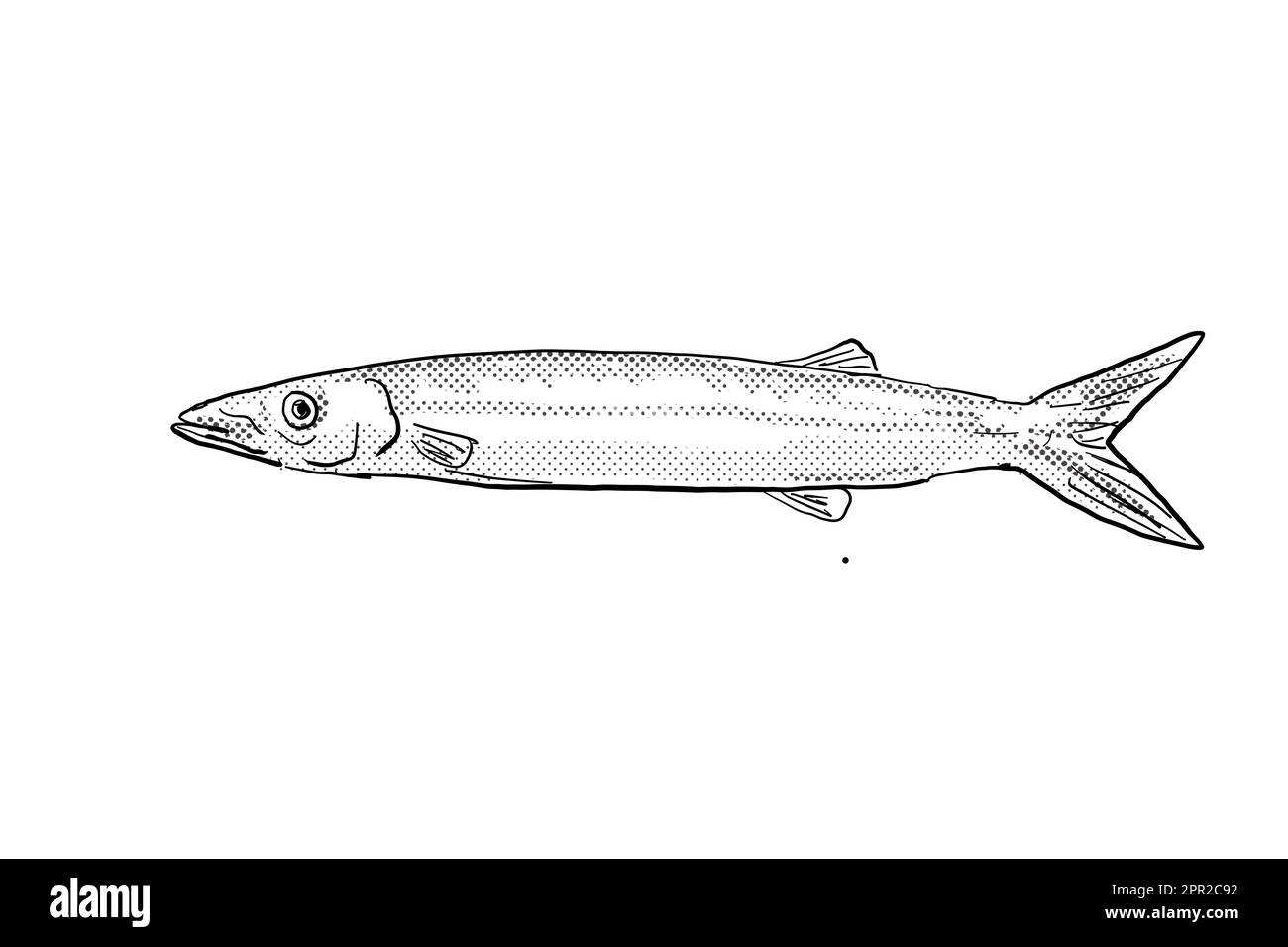 Cartoon style line drawing of a Japanese barracuda Sphyraena japonica  a fish endemic to Hawaii and Hawaiian archipelago with halftone dots shading on Stock Photo