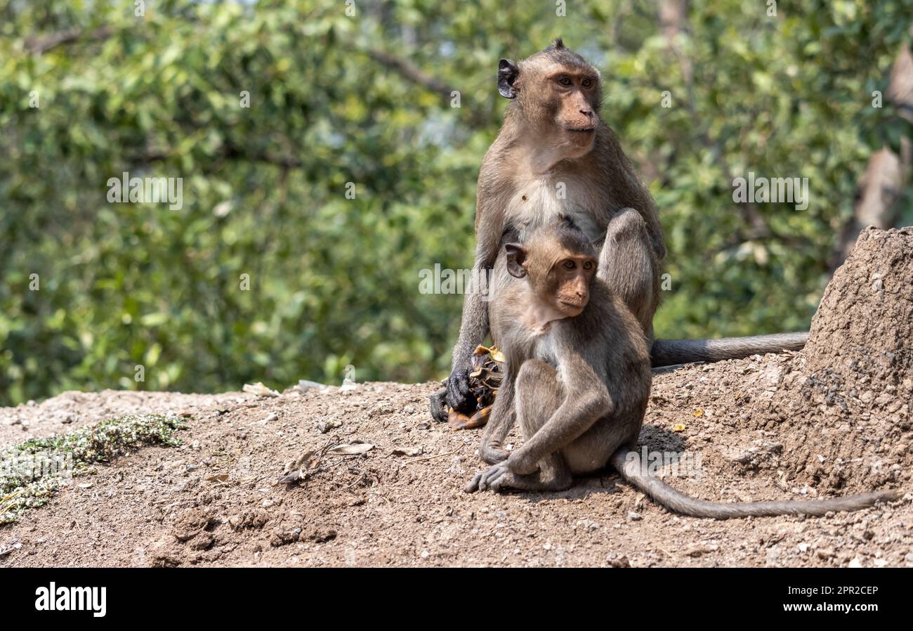 Macaques in thailand hi-res stock photography and images - Alamy
