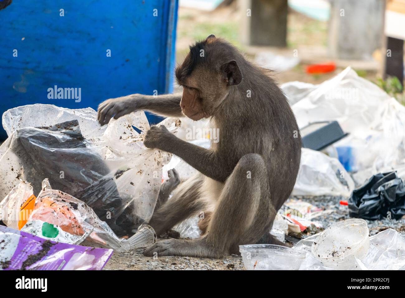 A macaque is looking for food from the garbage dumped out of the trash container Stock Photo