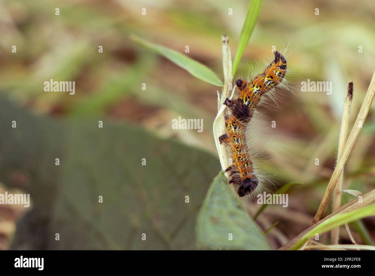 Orange, black and white buff tip caterpillar balancing on a grass Stock Photo