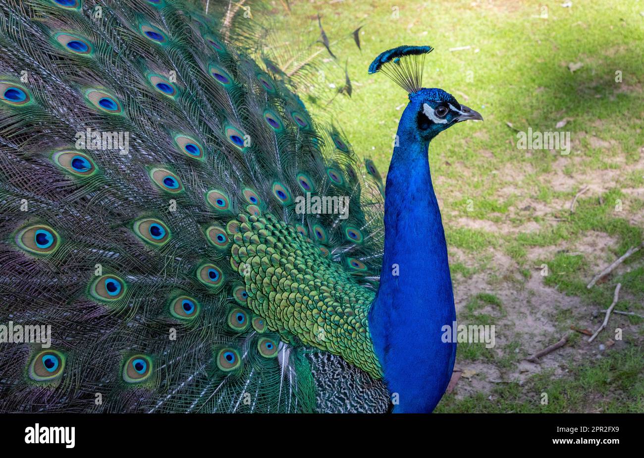Peacock at Cataract Gorge, Launceston, Tasmania, Australia Stock Photo