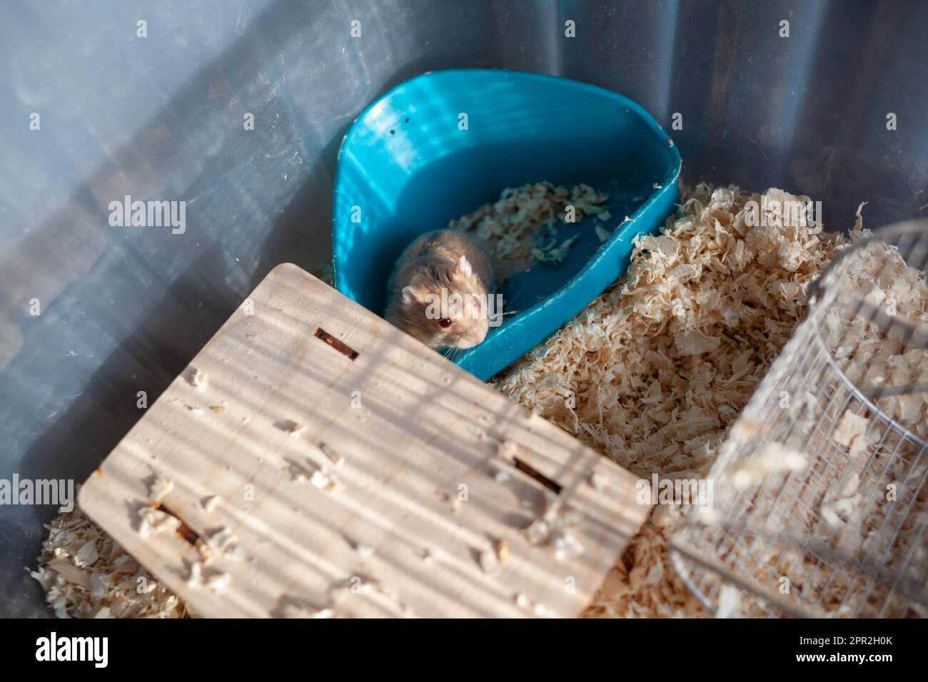 A cute Syrian hamster in a box comes out of his house begging for pet food. The cage is filled with sawdust and there is a wheel, a drinking bowl, and Stock Photo
