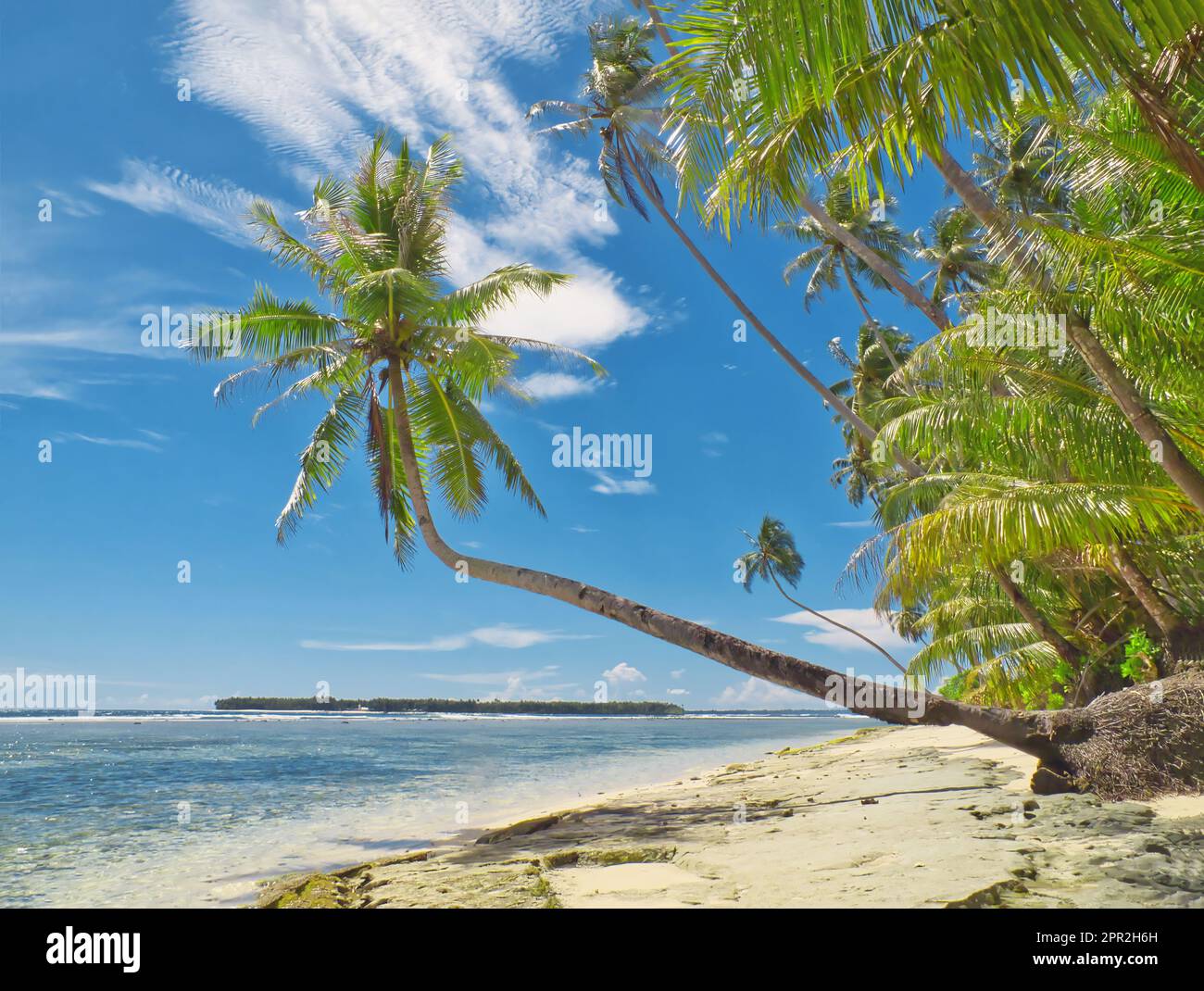 Palm trees overhanging a deserted tropical beach Stock Photo Alamy