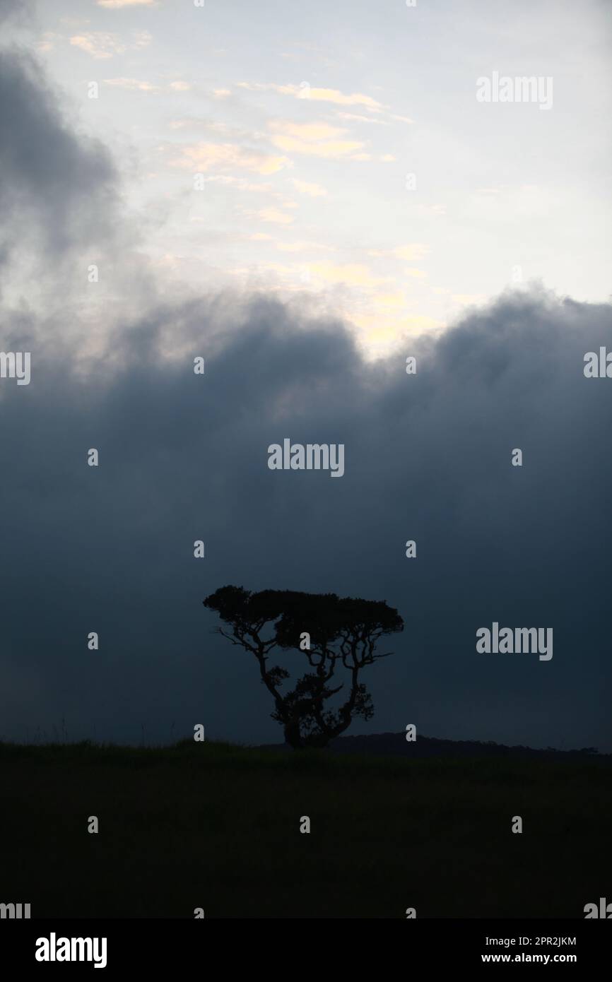 Single tree against dark sky hi-res stock photography and images - Alamy