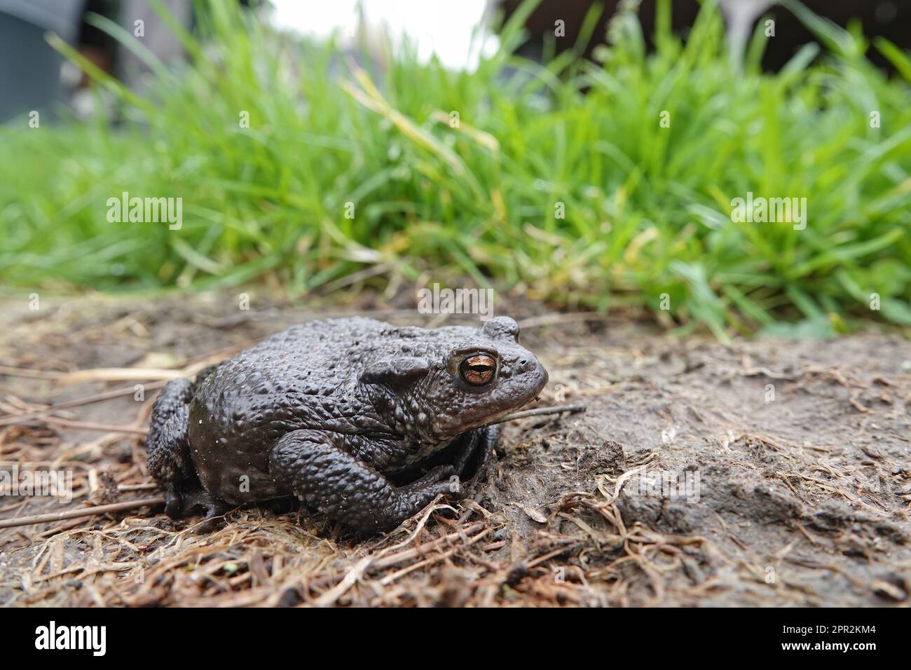 Natural wide angle closeup on a female Common European toad, Bufo bufo sitting in the garden Stock Photo