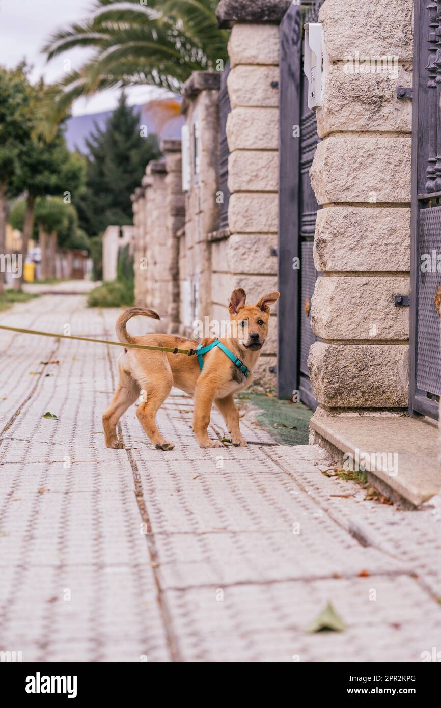 A dog walker glides with his pet on a leash while walking on the