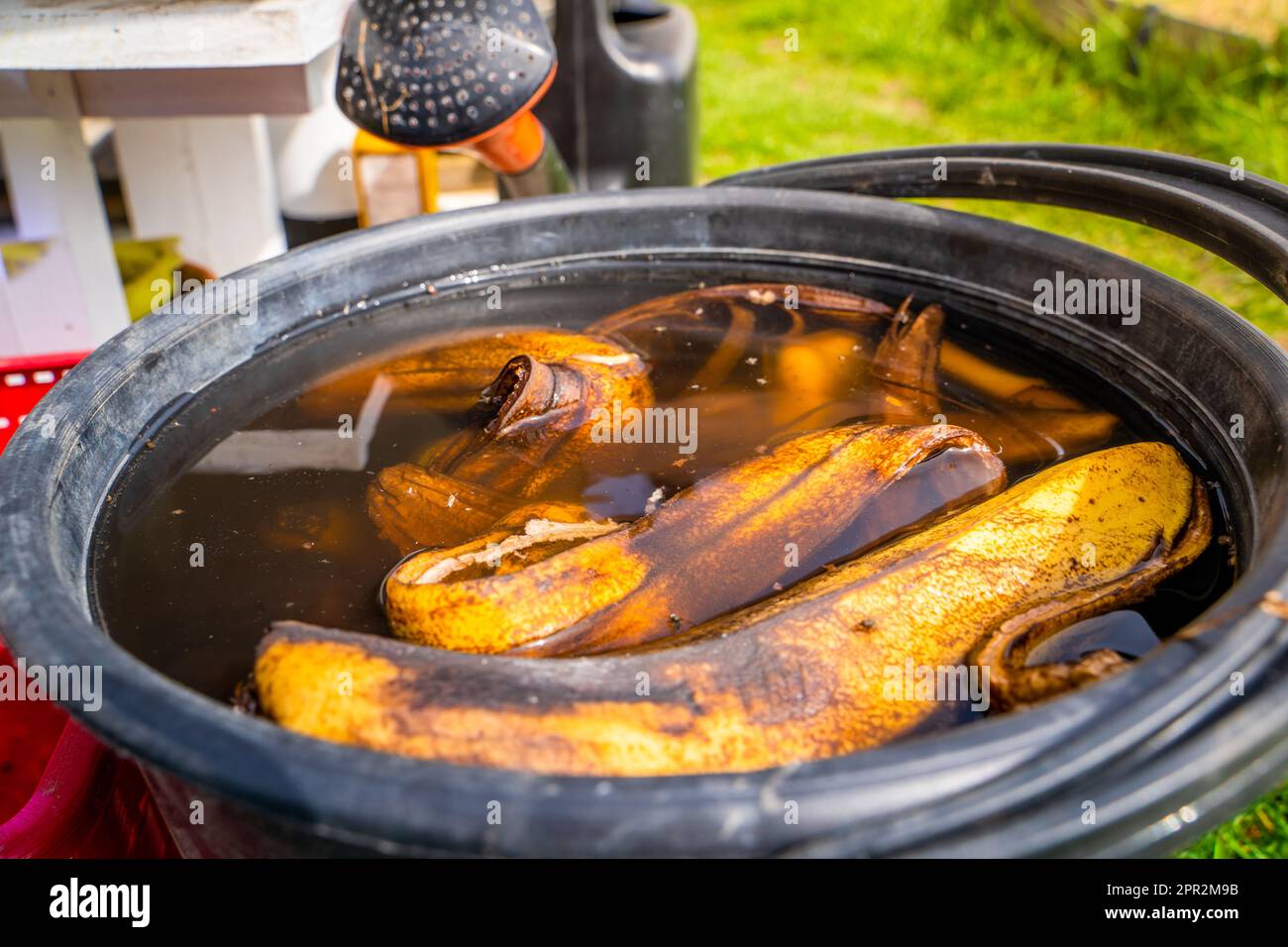 Banana peel soaked in water, closeup. Preparation of tincture for