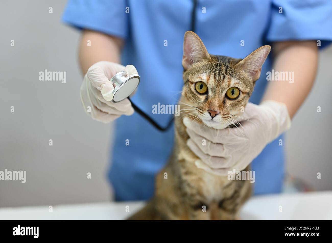 A professional female veterinarian listening cat's lung sound with a
