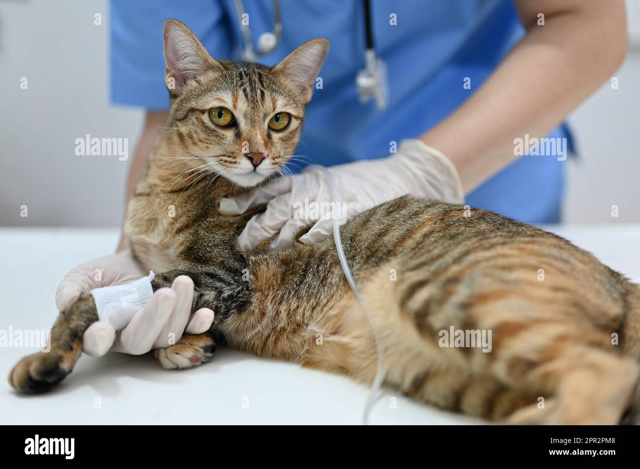 A sick domestic cat is in an operating room with a professional female