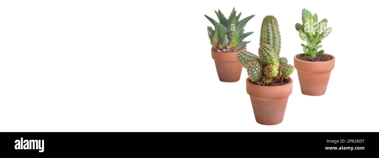 three small cactus in terra cotta pot isolated on white background with ...